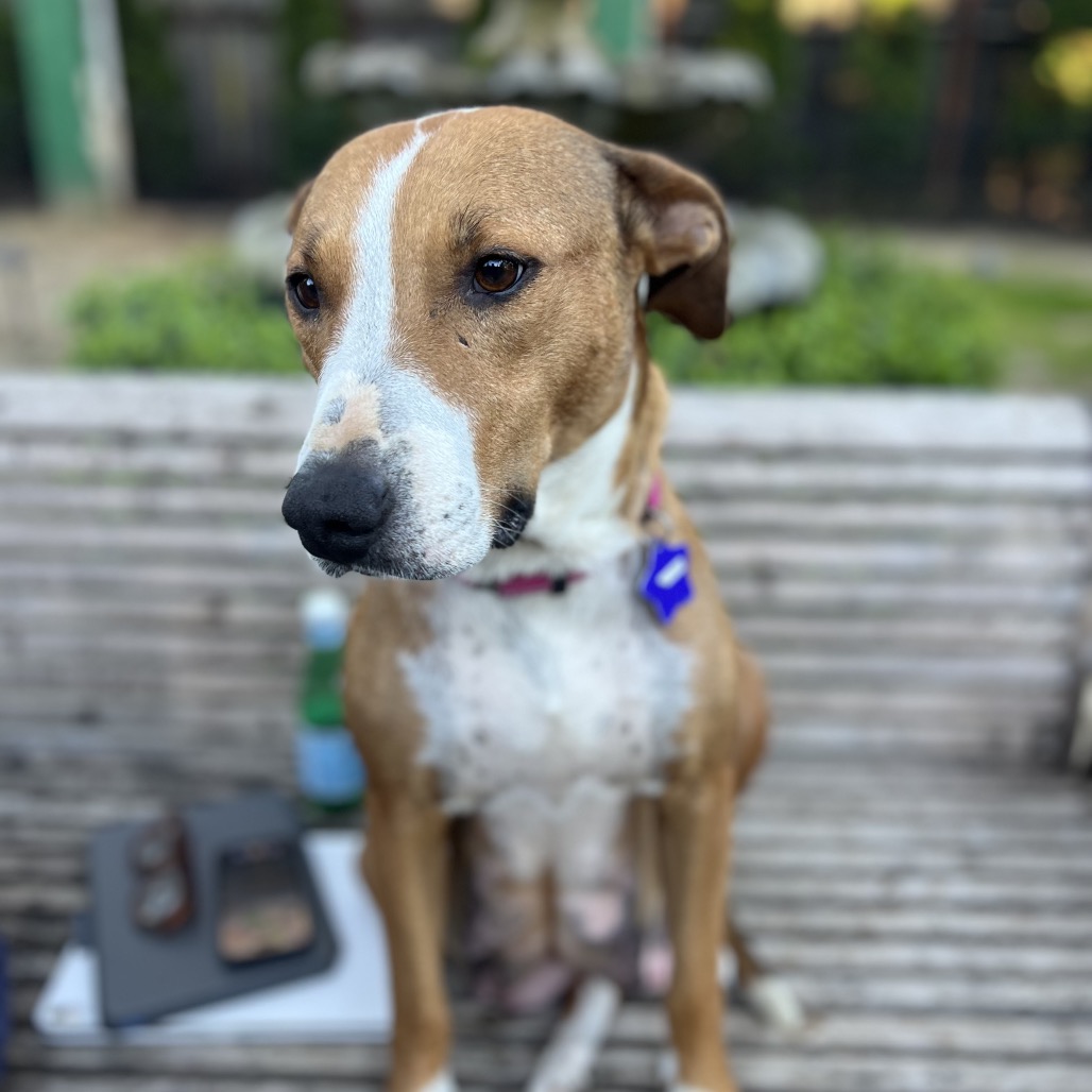 Clover — thumbnail 3