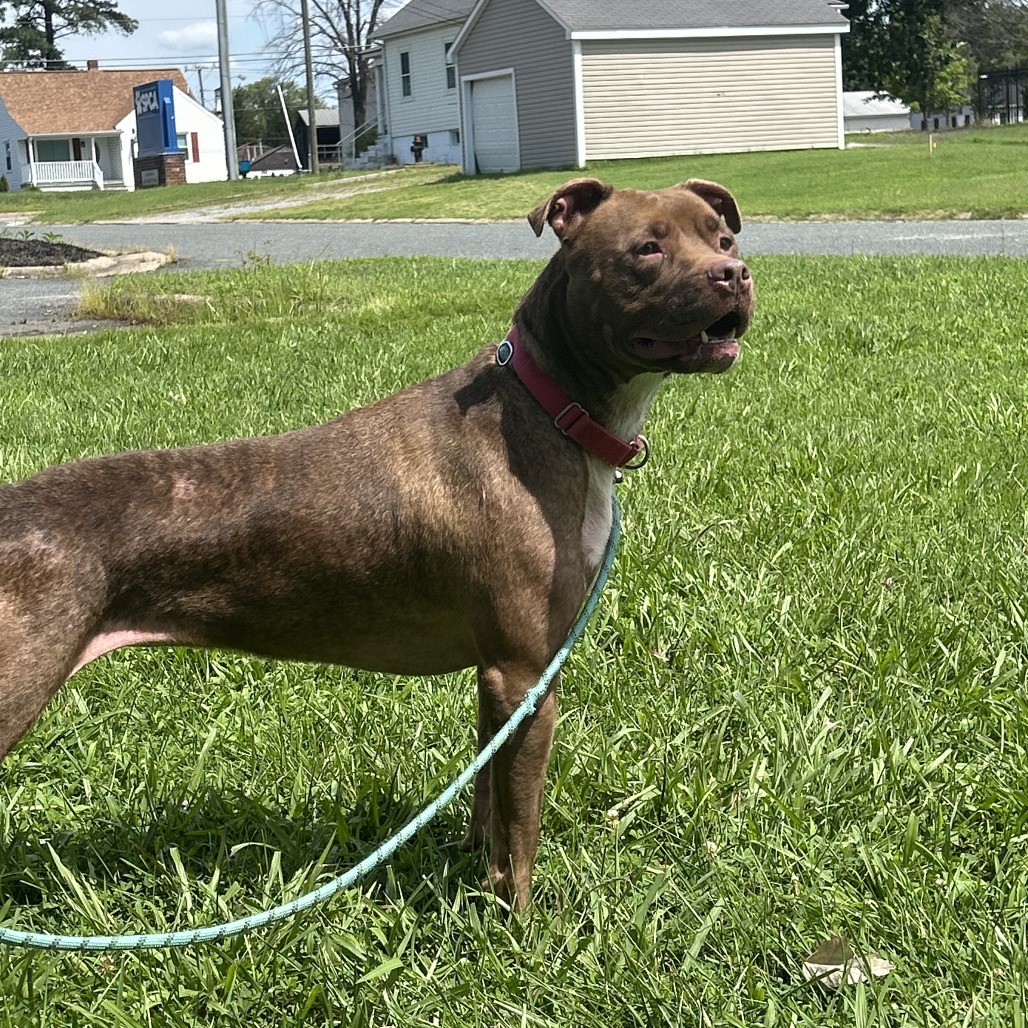 Lila, photo 9