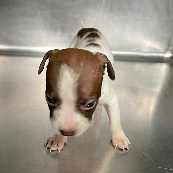 Tusc Stray 84001 2 3 4 5 6