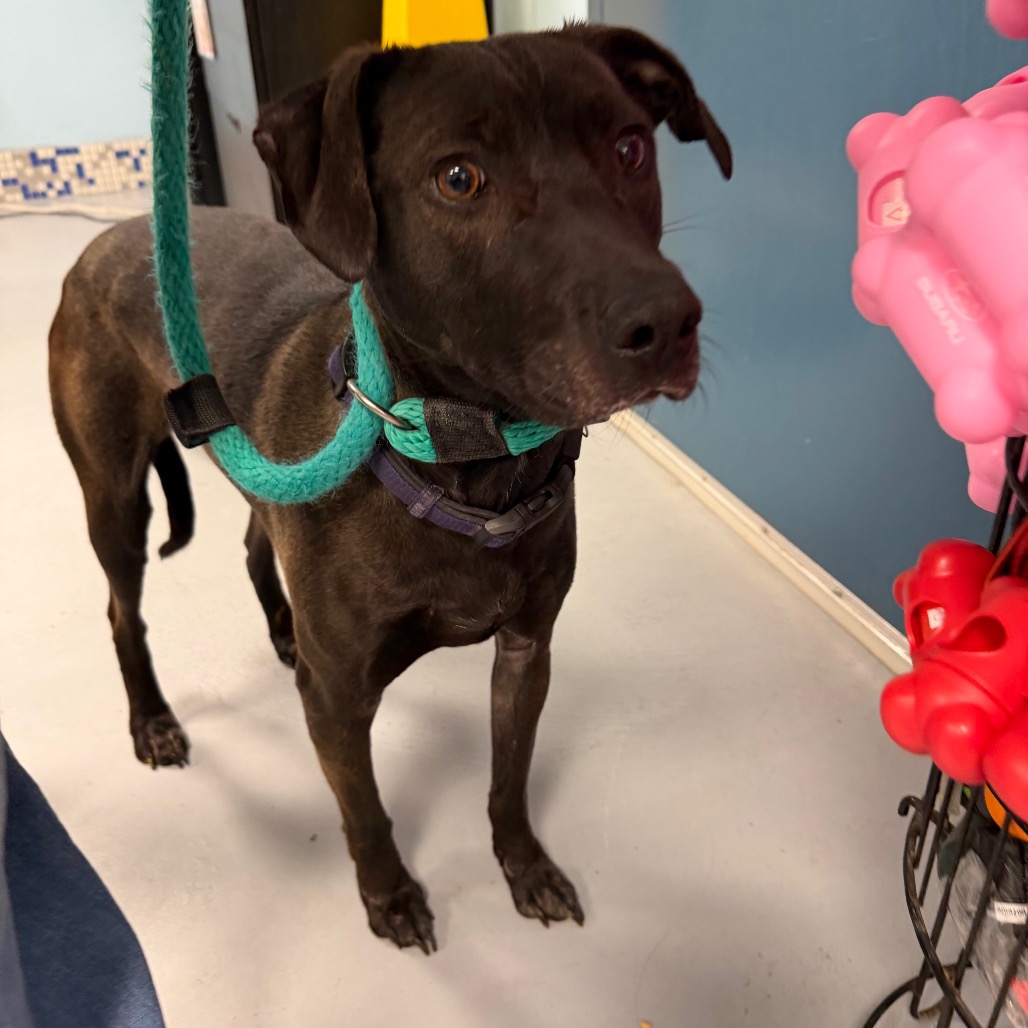 Honey Lovekins — thumbnail 3