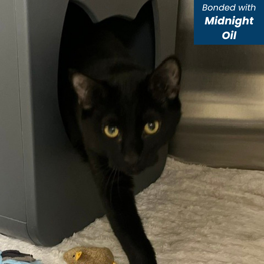CHUGGS [BLUE] - Domestic Shorthair available for adoption