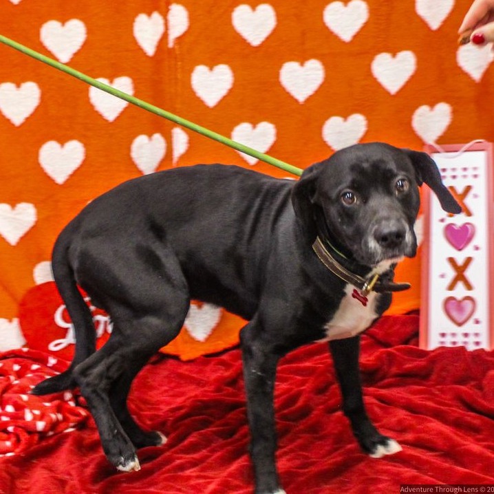 Shadow — thumbnail 5