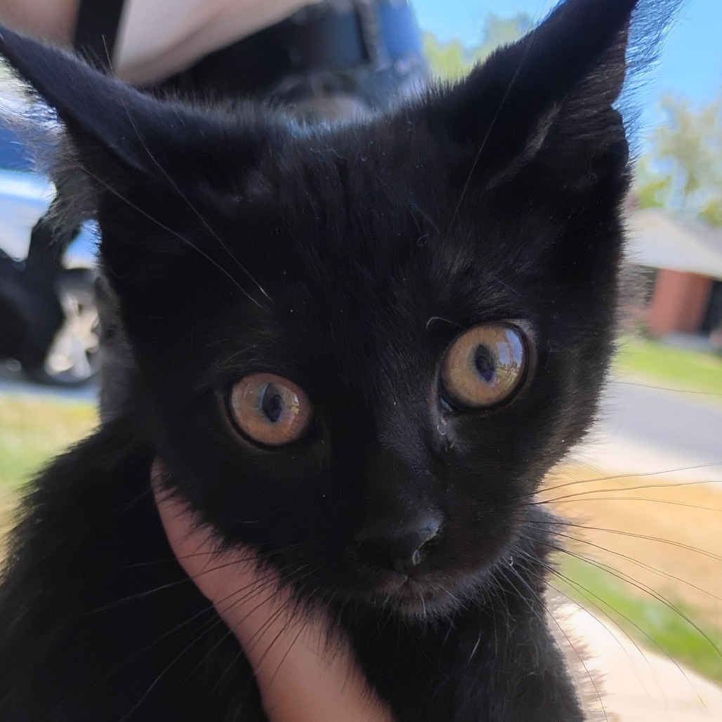 BINX - Domestic Shorthair available for adoption