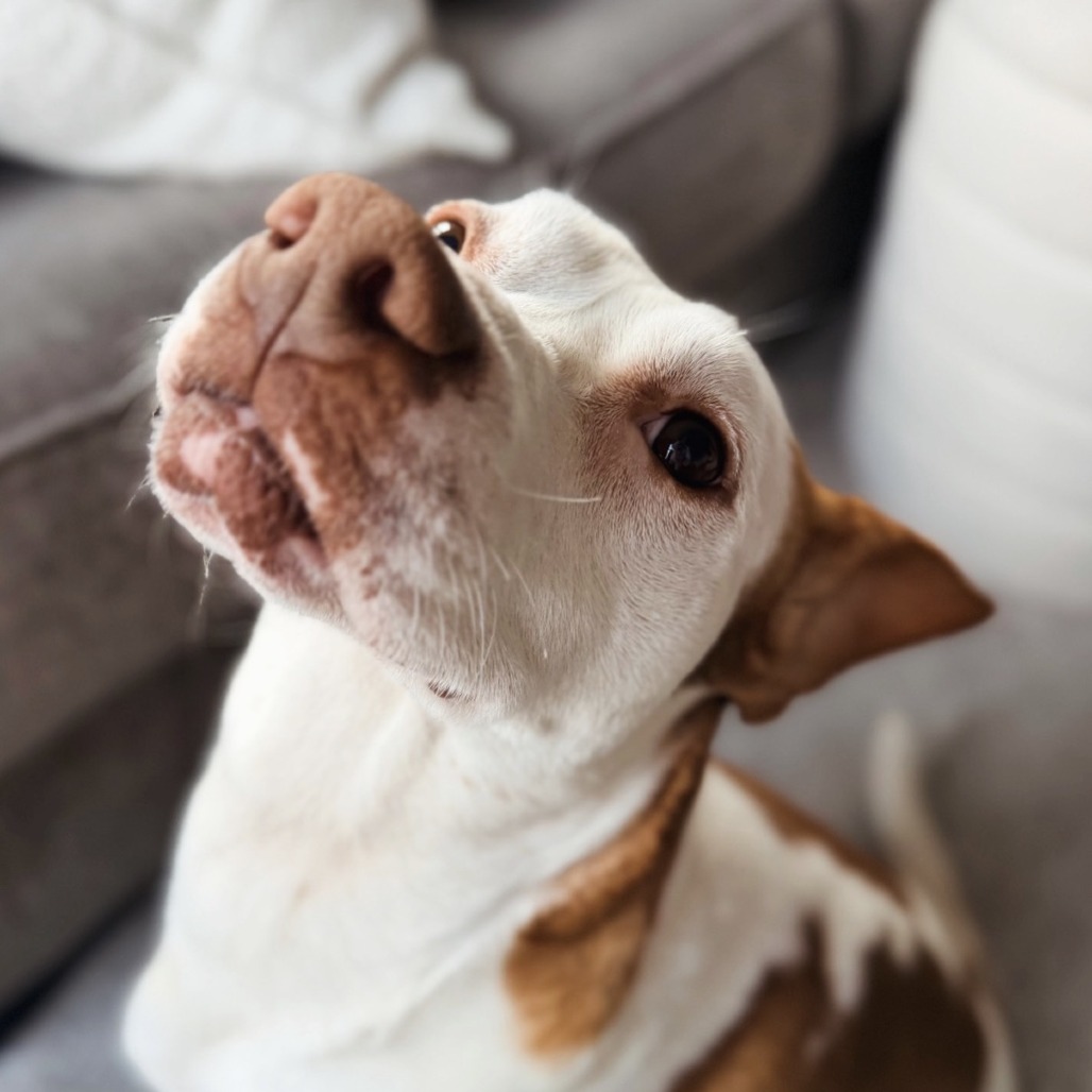 Henry