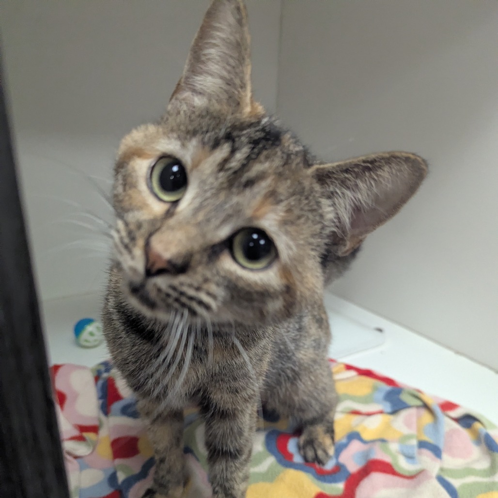 Jeffersonville Animal Shelter Adoption