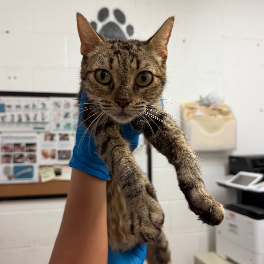 MONA - Domestic Shorthair available for adoption
