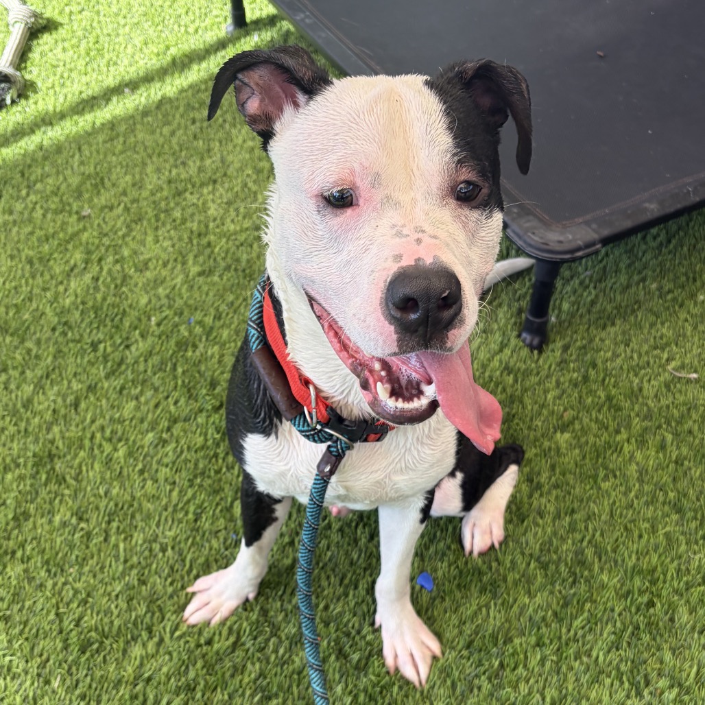DOYLE - Terrier, Pit Bull / Mix for adoption in Henderson