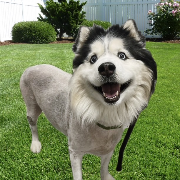 BALTO - Husky / Siberian available for adoption