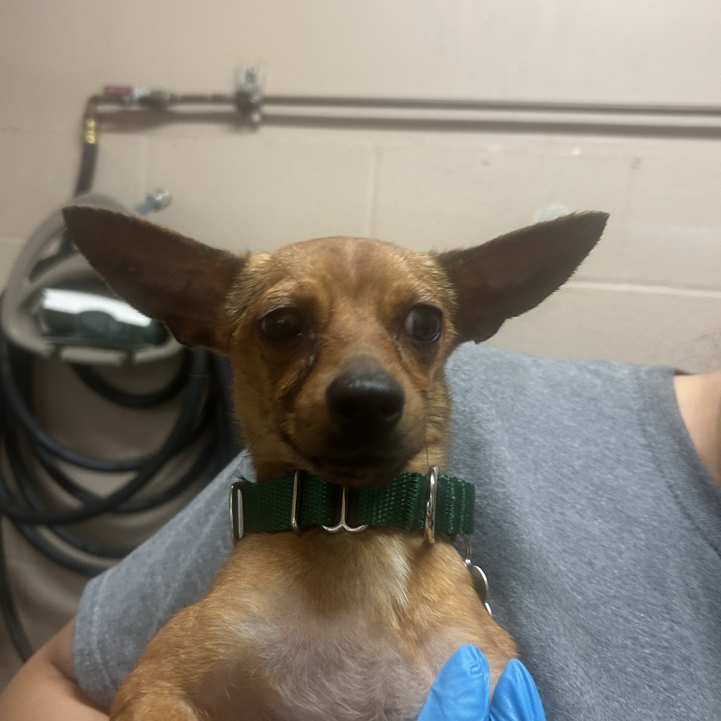Chihuahua
