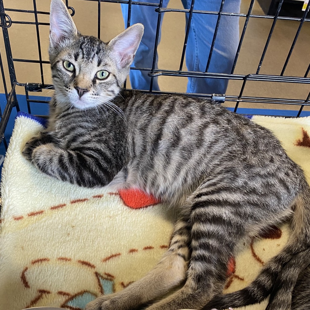 CARLISLE - Domestic Shorthair for adoption in Mesa