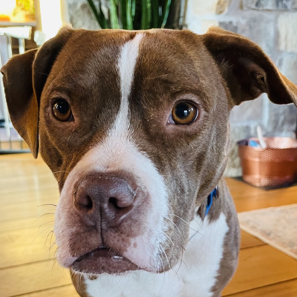 GUPPY - Mixed Breed (Medium) available for adoption