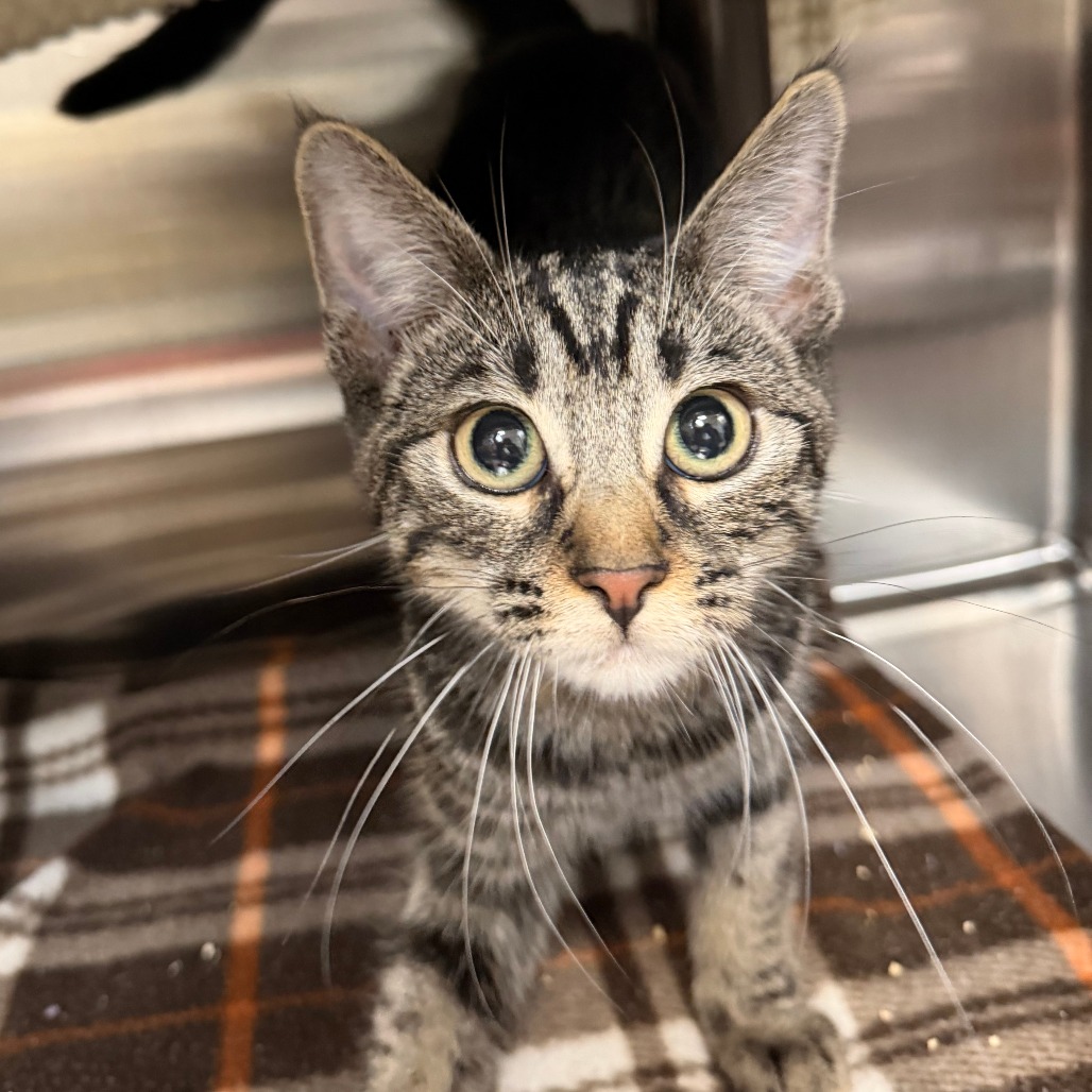 ARAGORN - Domestic Shorthair available for adoption