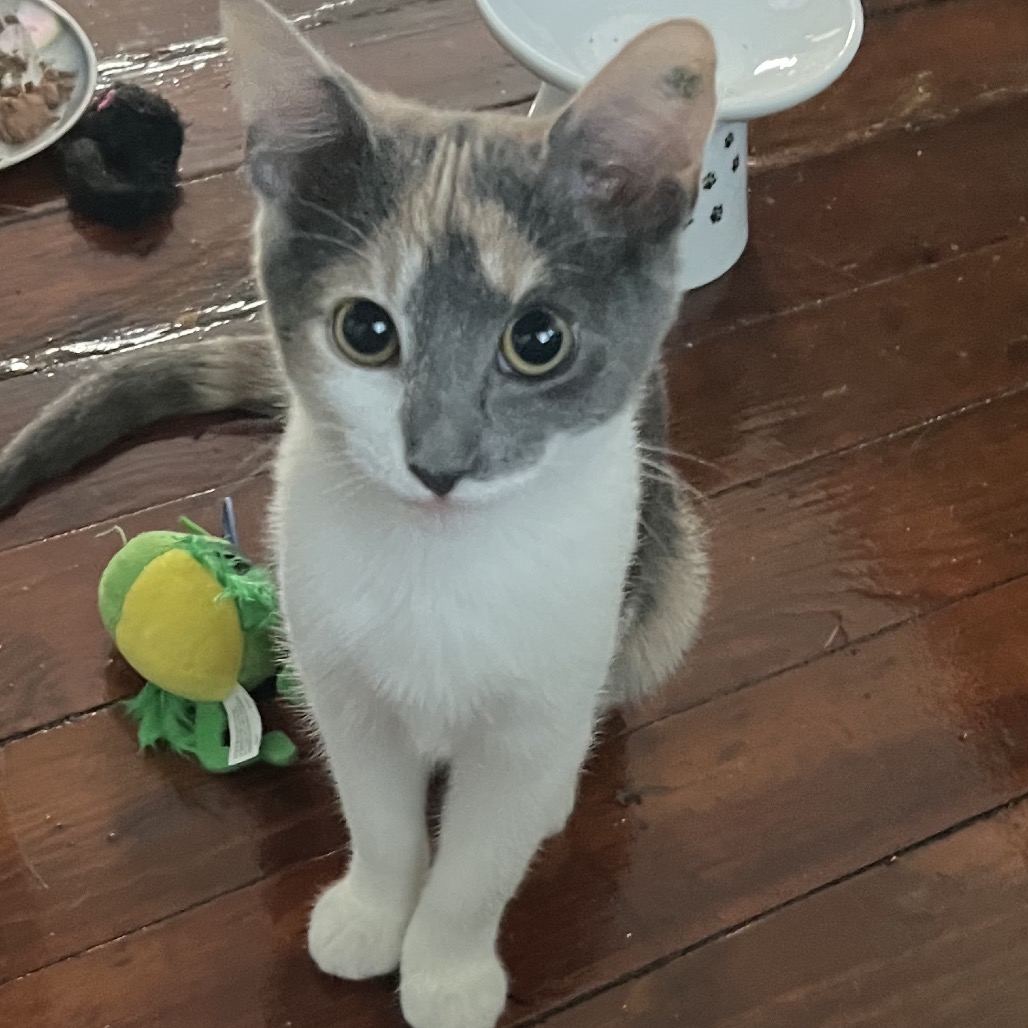 JAPANESE BREAKFAST - Domestic Shorthair available for adoption