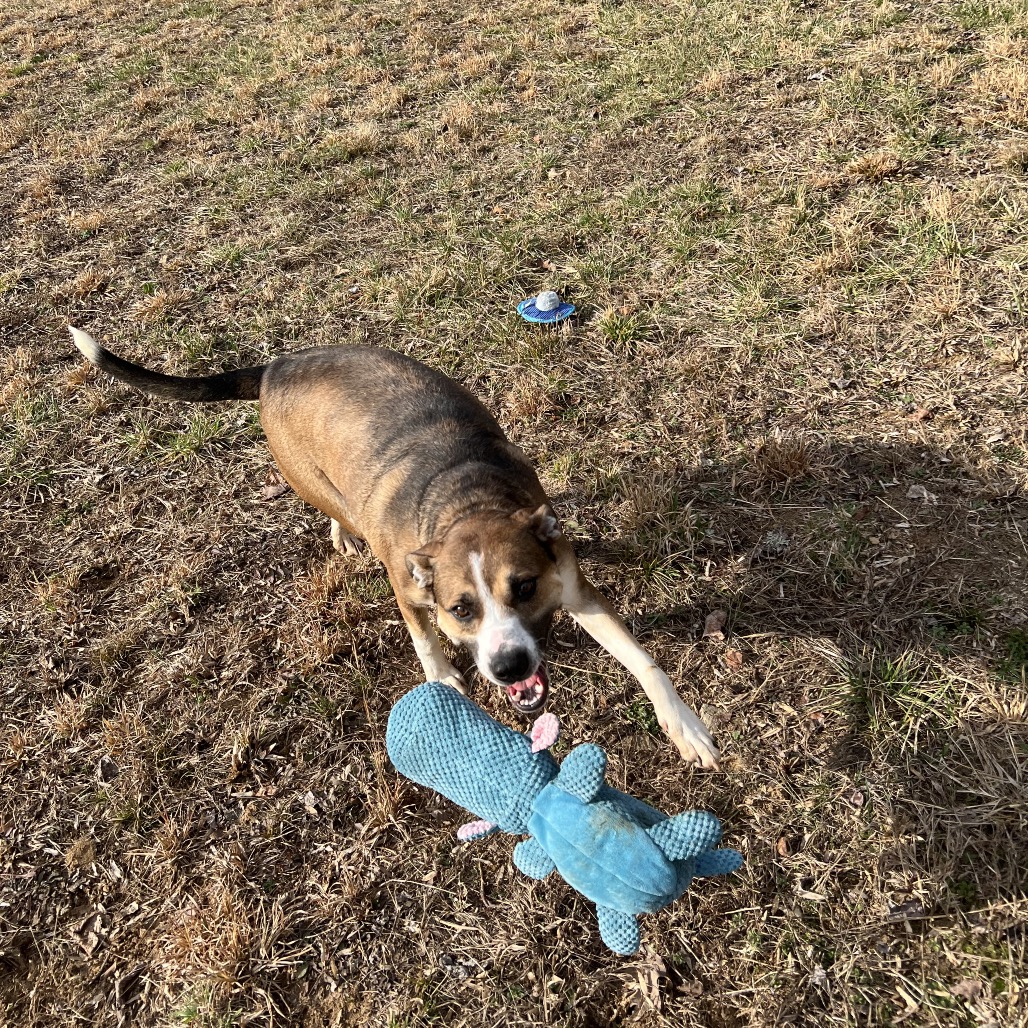 Rhett, photo 3