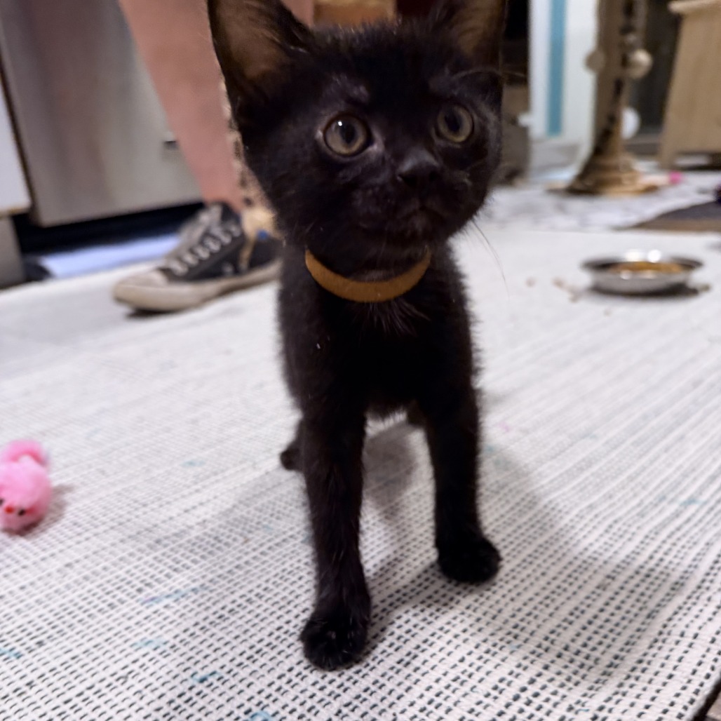 BROWNIE - Domestic Shorthair available for adoption