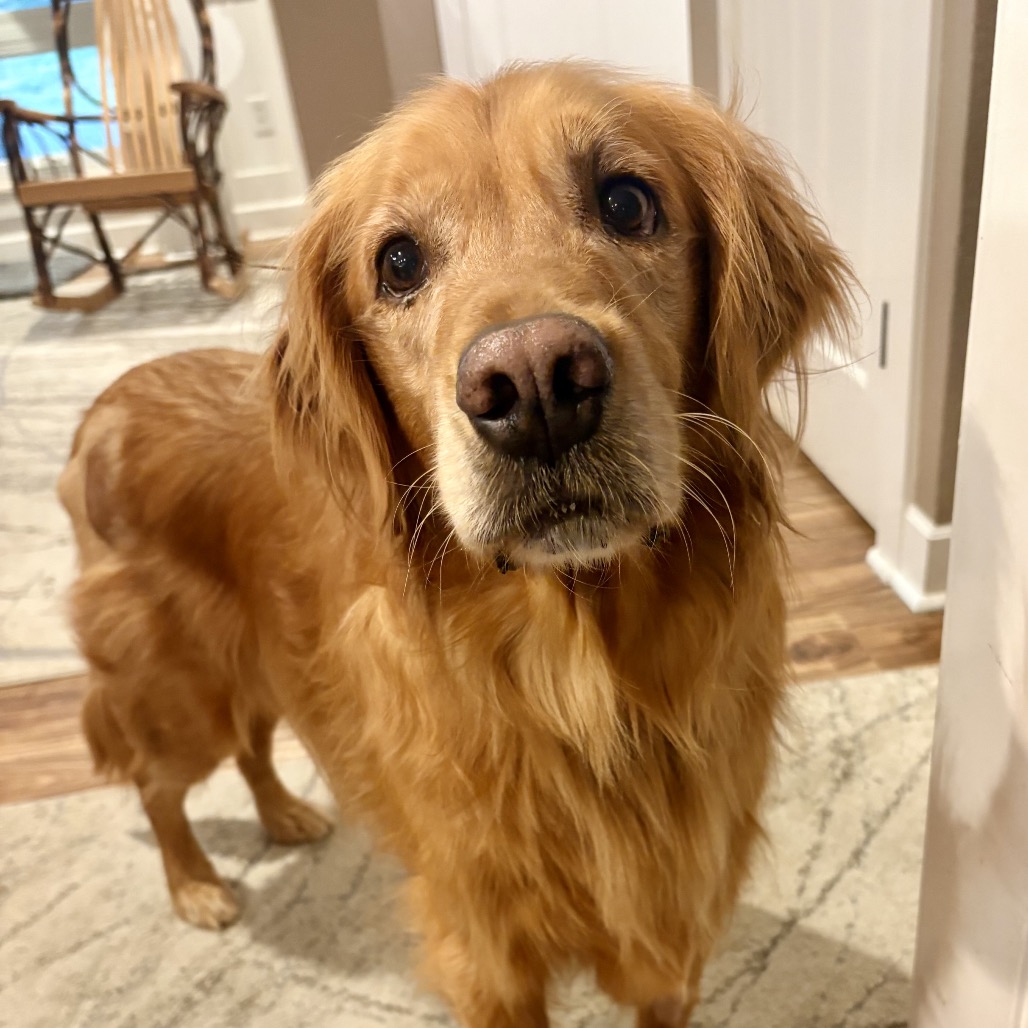 Brady, Retriever, Golden