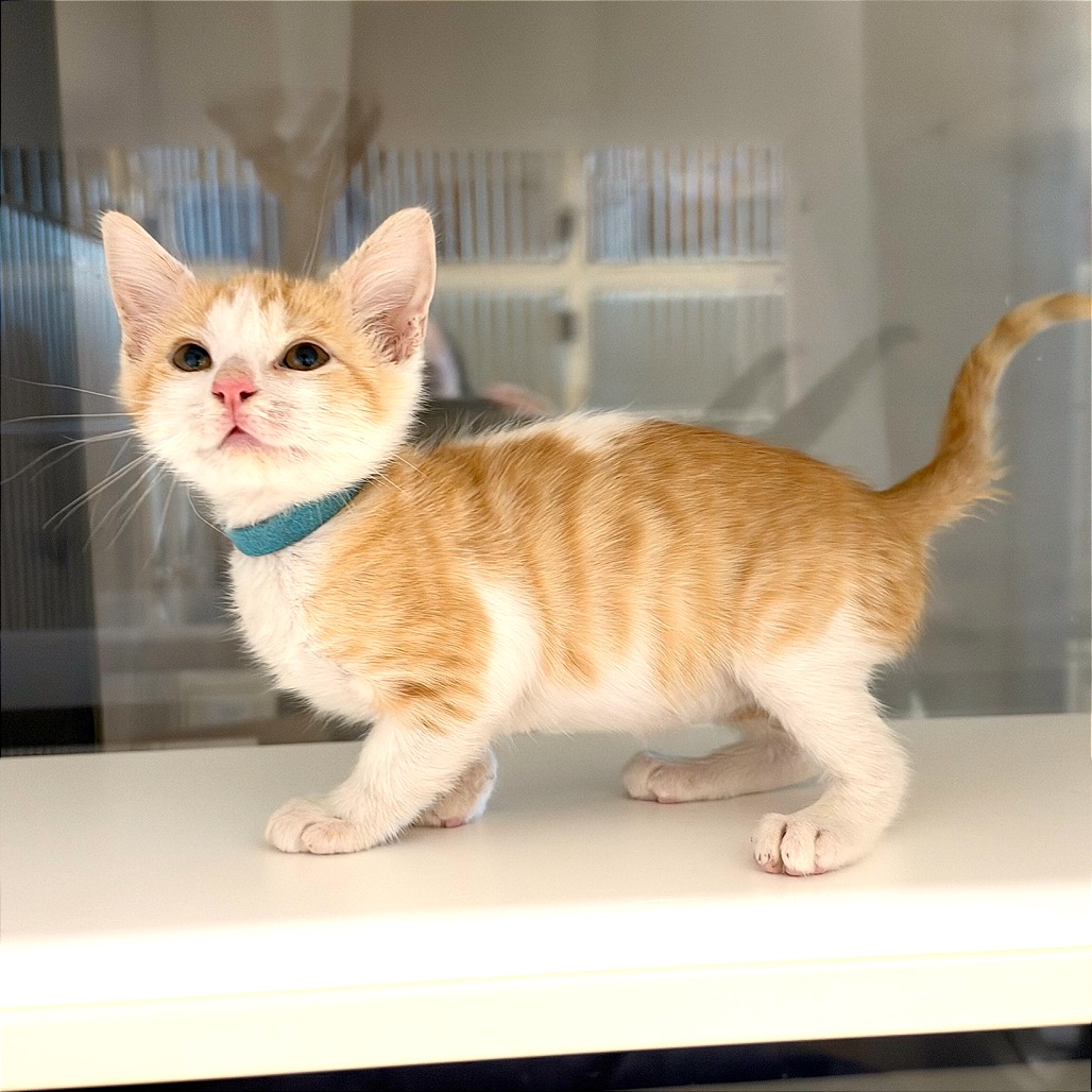 BARNABY - Domestic Shorthair / Domestic Shorthair available for adoption