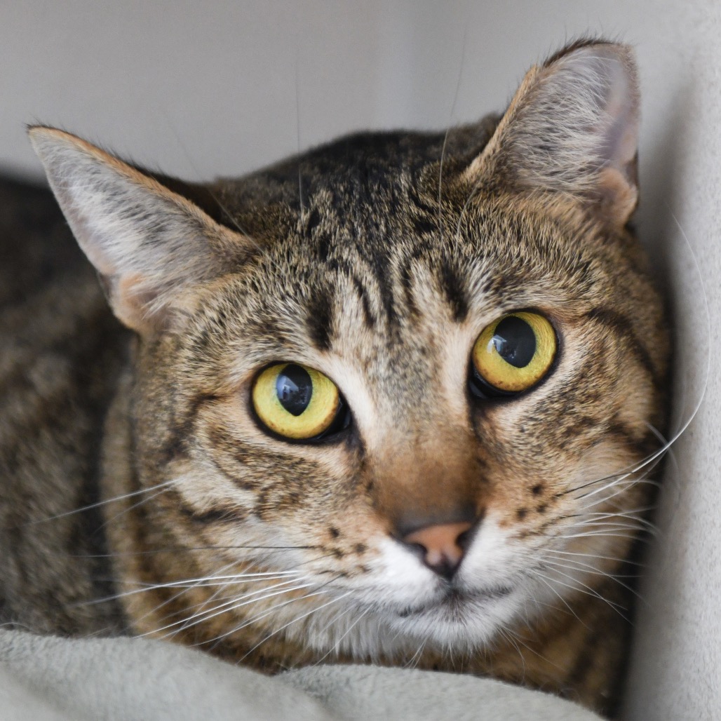 Aluxe - Domestic Shorthair