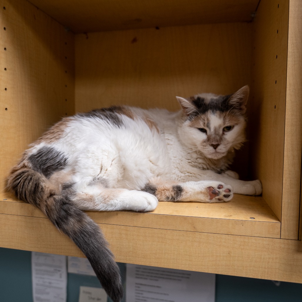 CHICKEN BISCUIT - Domestic Shorthair available for adoption