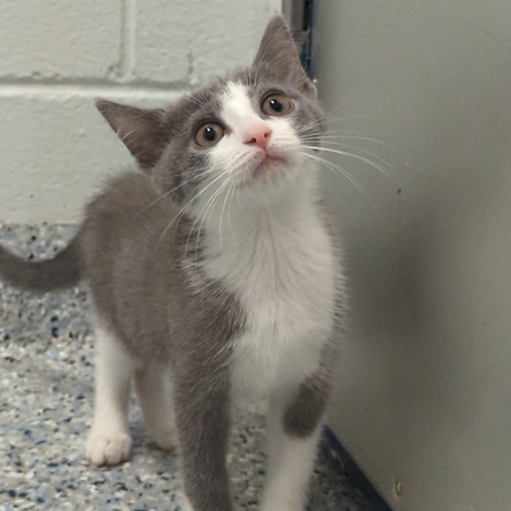FOG - Domestic Shorthair available for adoption