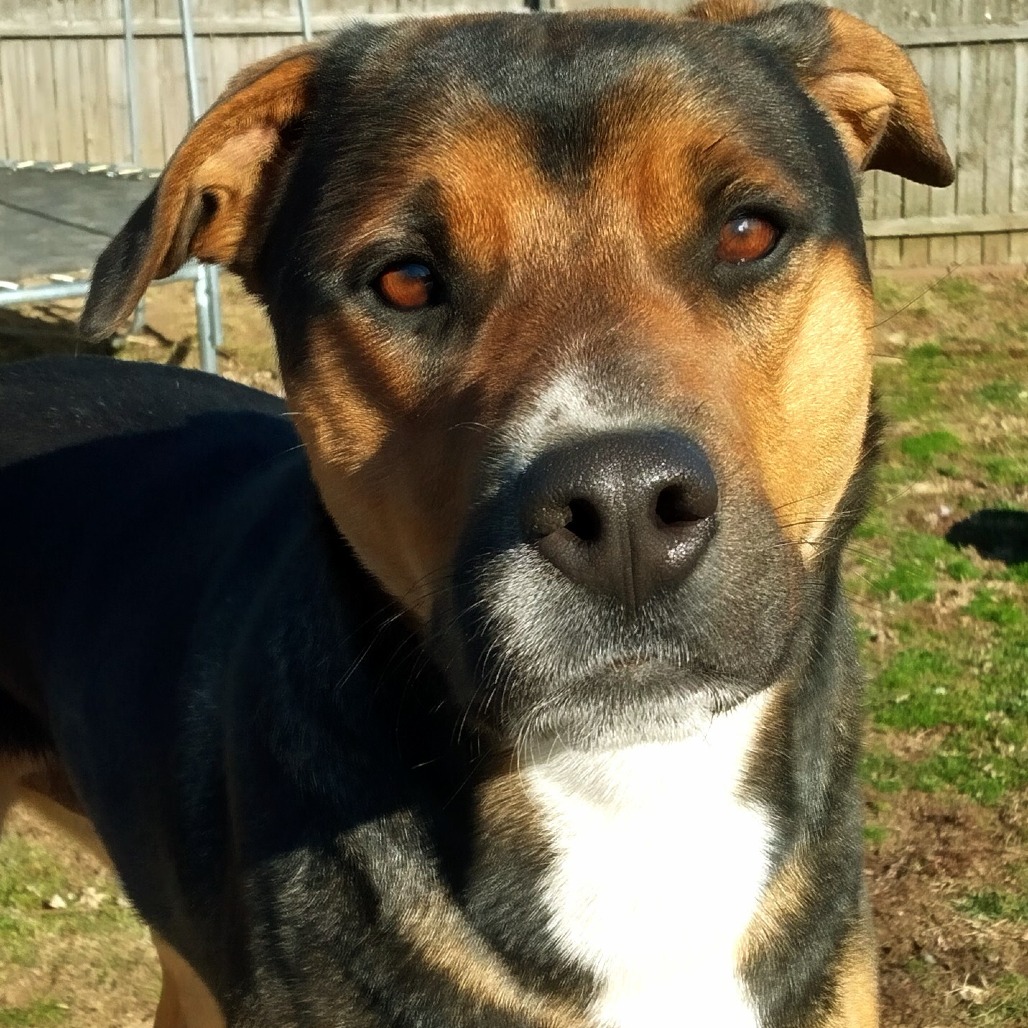 Maximilian — thumbnail 4