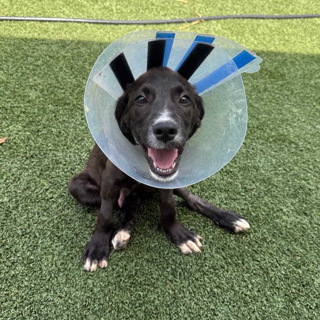 ROCKET - Mixed Breed (Medium) available for adoption