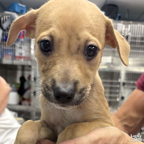 LUCA - Shepherd / Terrier available for adoption
