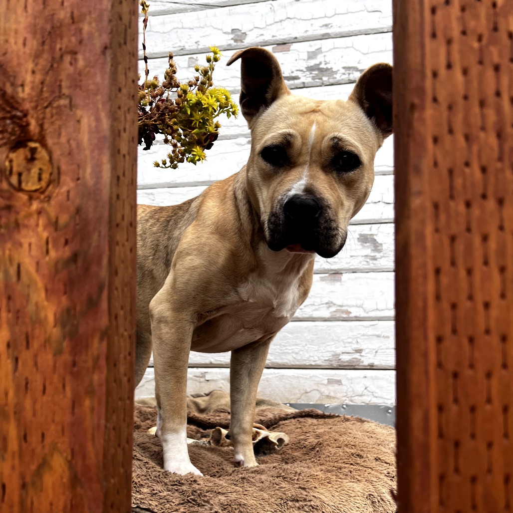 Olive — thumbnail 2