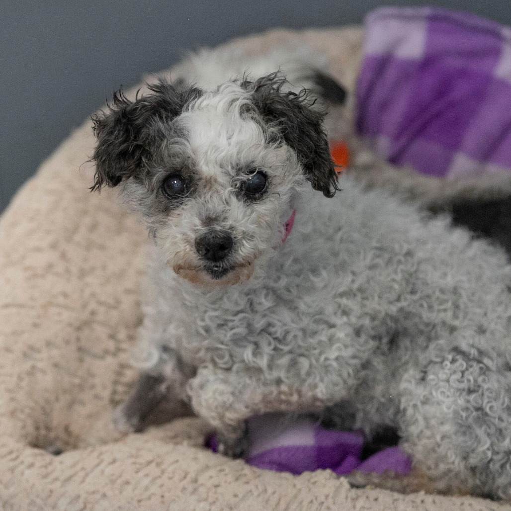 Holly (AP26-85), photo 7