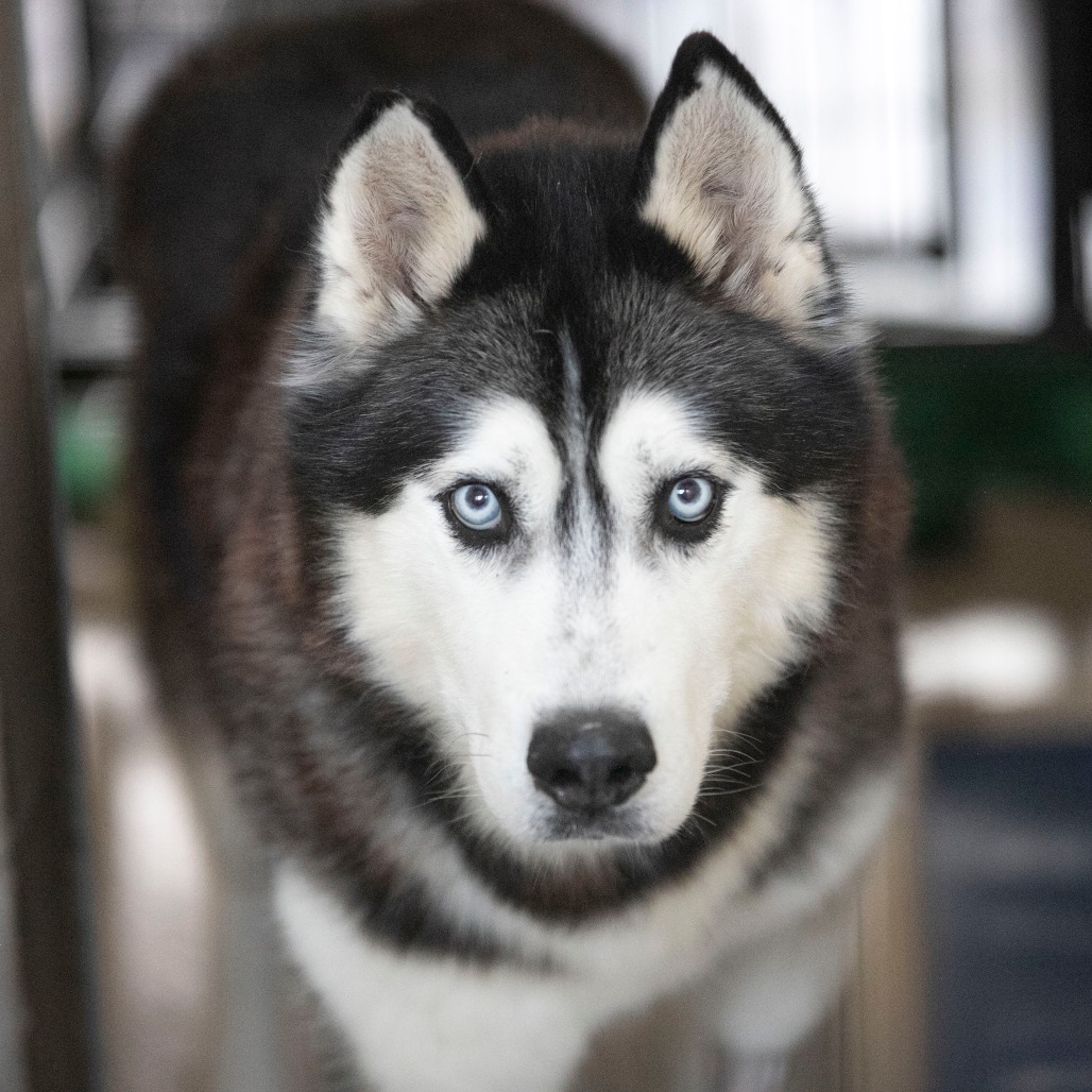 Oliver (F26-09), photo 7