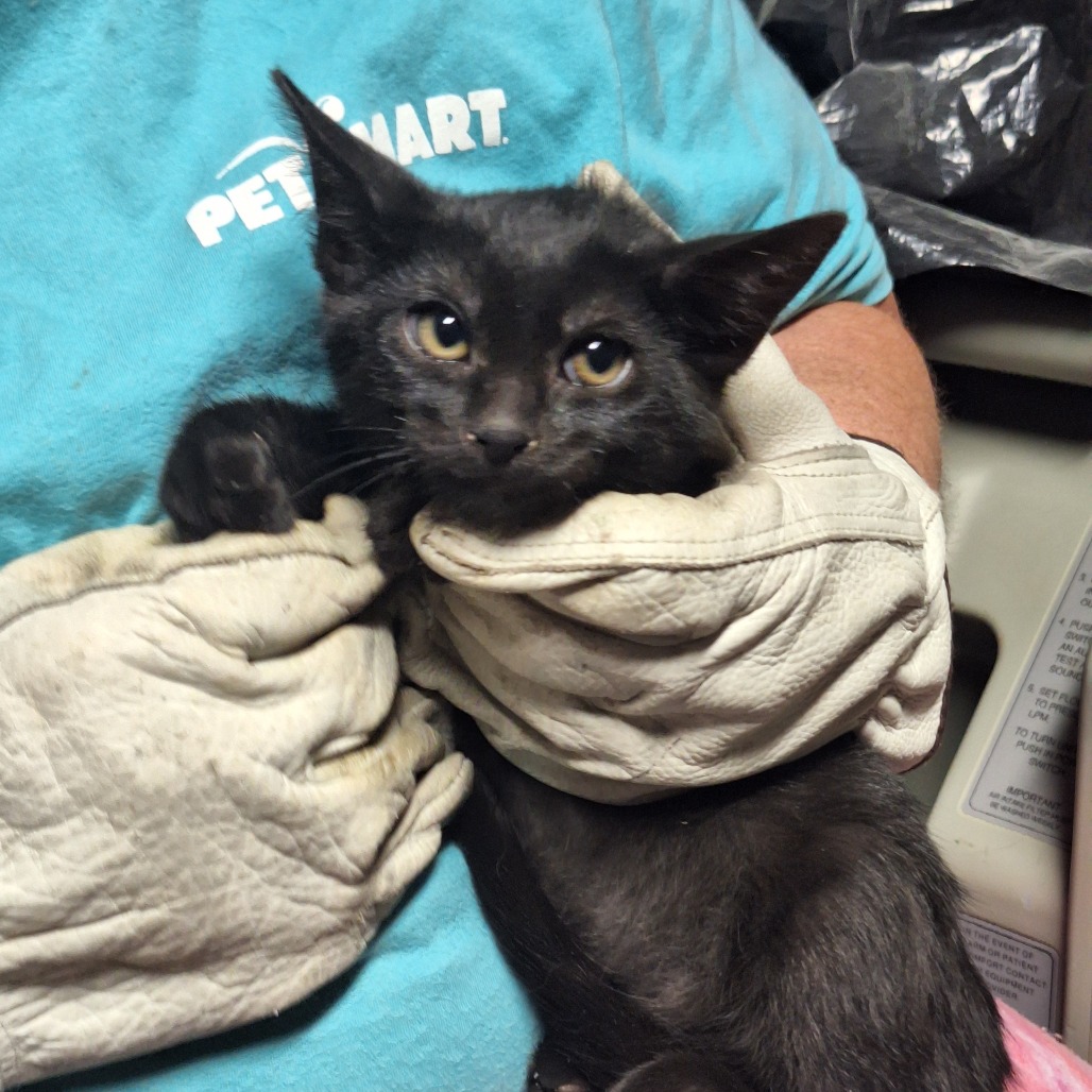 JABBA - American Shorthair available for adoption