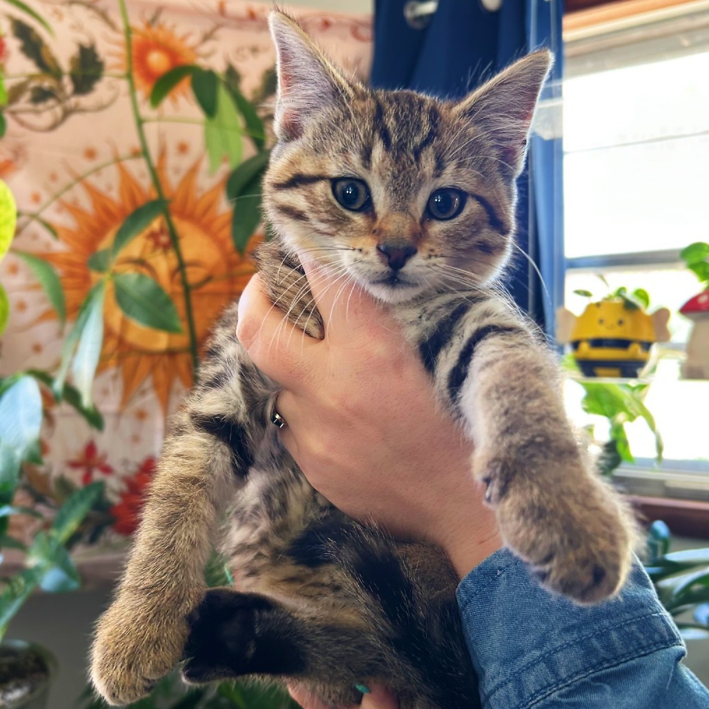 TIMOTHY TURNIP - Domestic Shorthair available for adoption