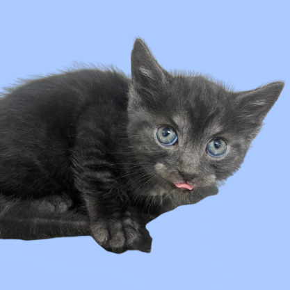 Binks