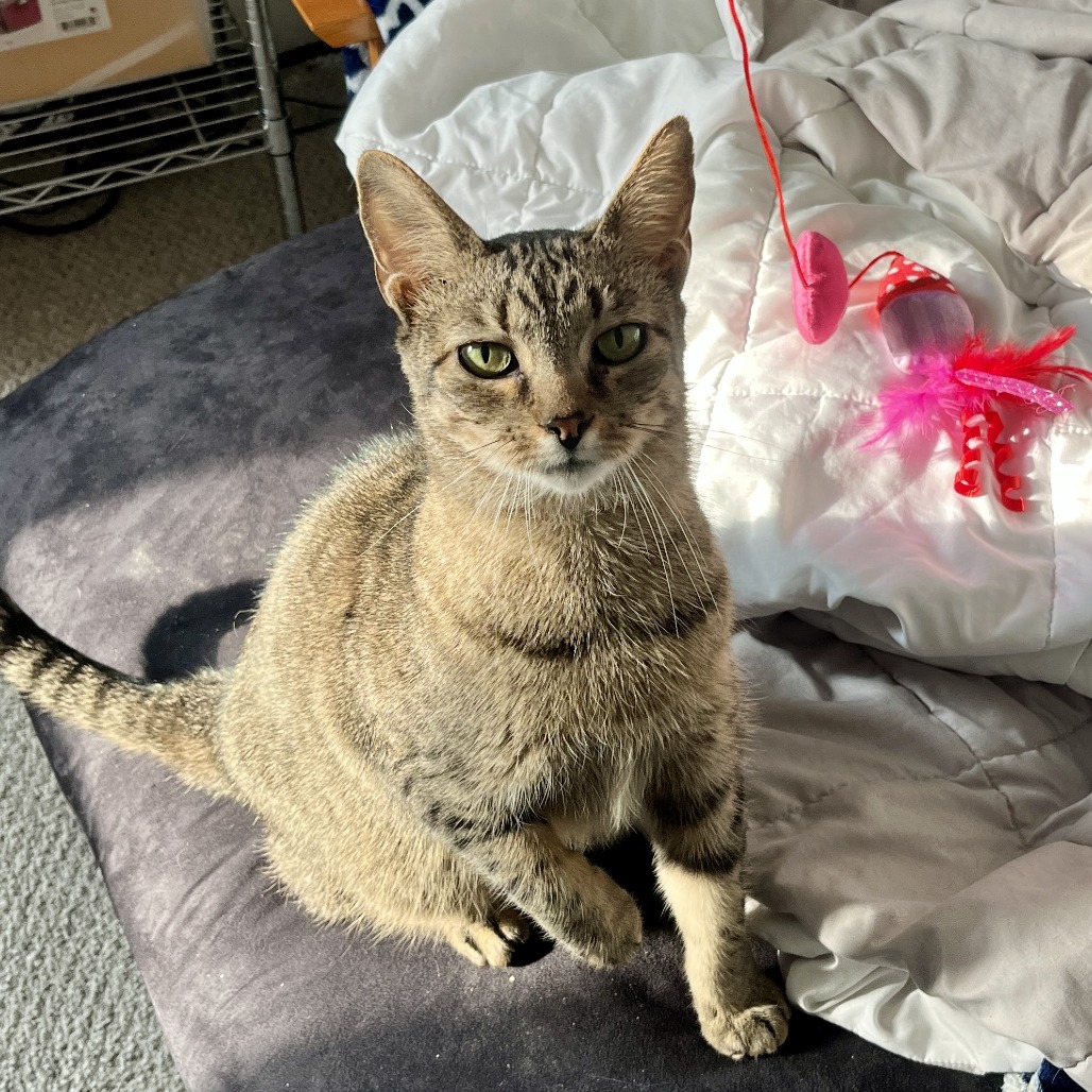 King Arthur is available for adoption at Trash Cat Rescue