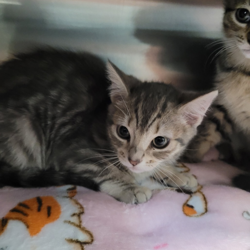 VINTAGE DENIM - Domestic Shorthair available for adoption