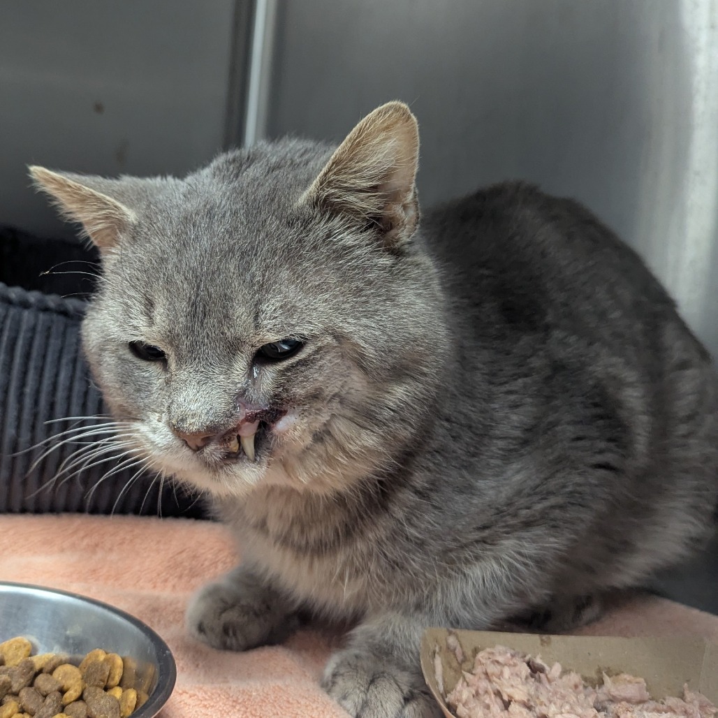 Harvey — thumbnail 3