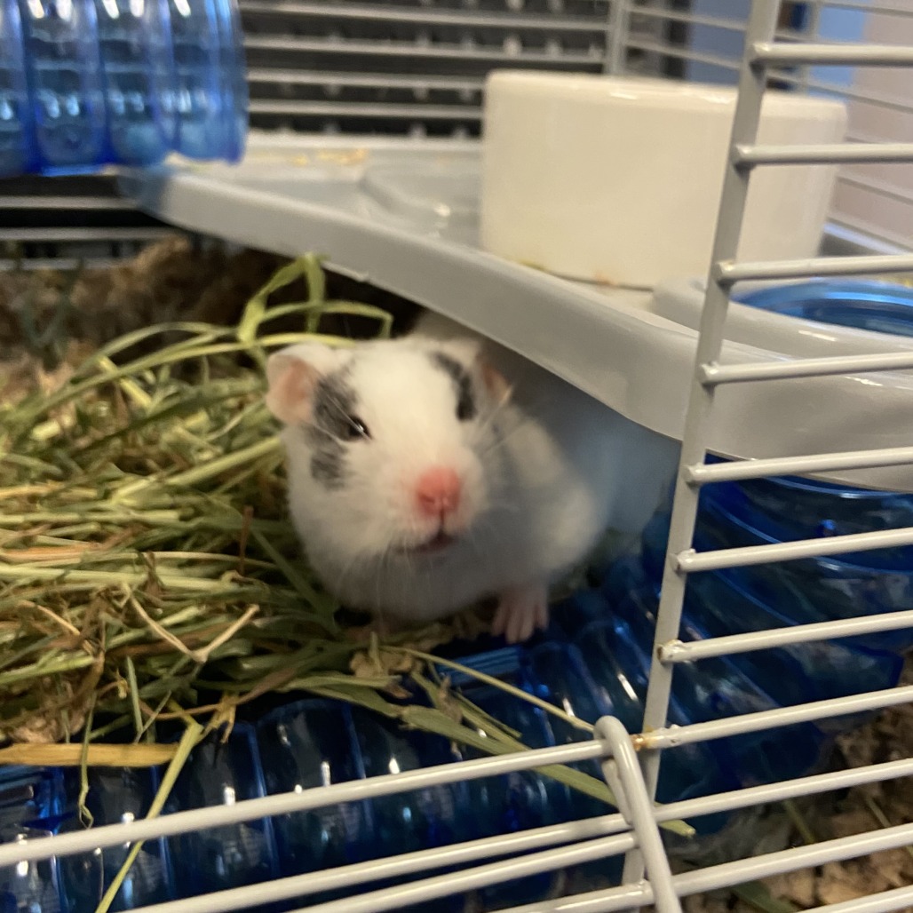 Photo of Mrs. Hamster 5