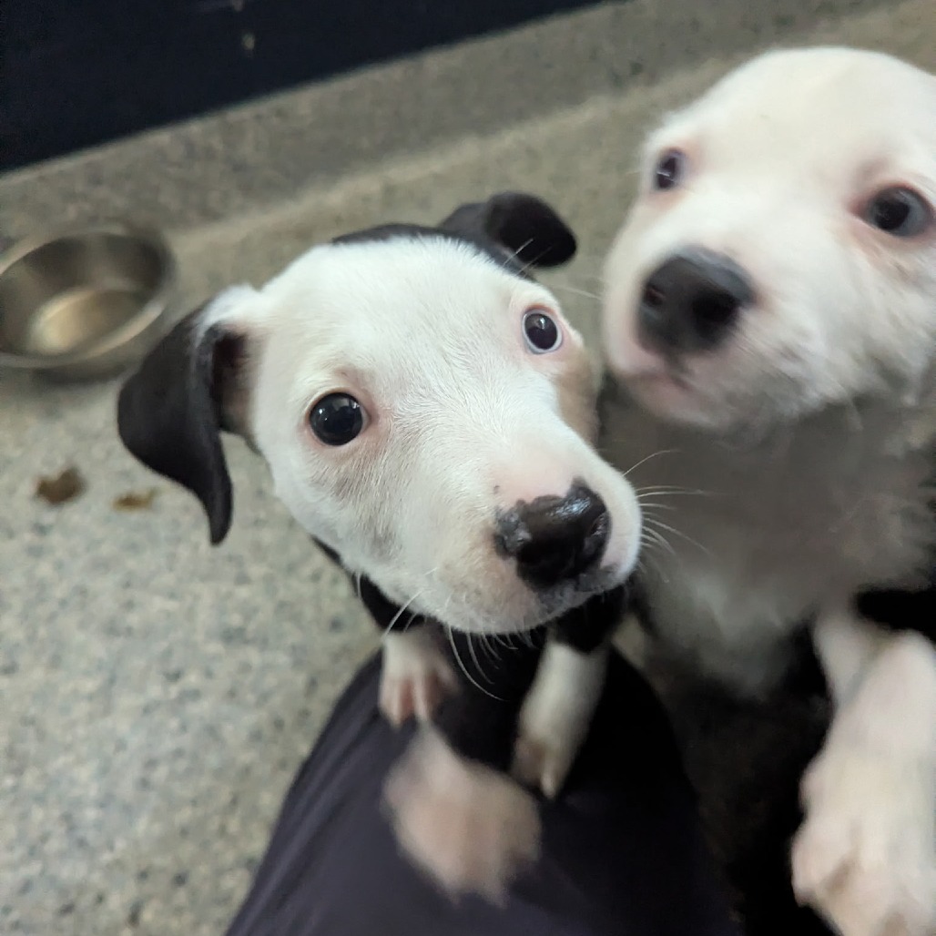 TAMMY - Mixed Breed (Medium) for adoption in Dayton