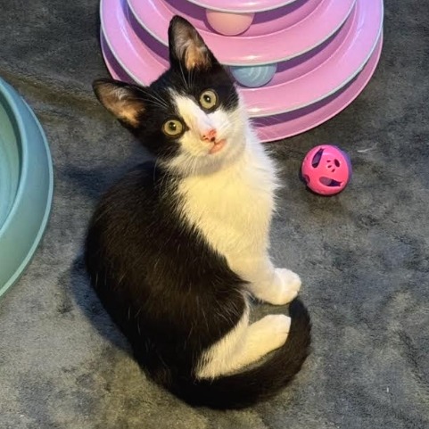 HARVEY - Domestic Shorthair available for adoption