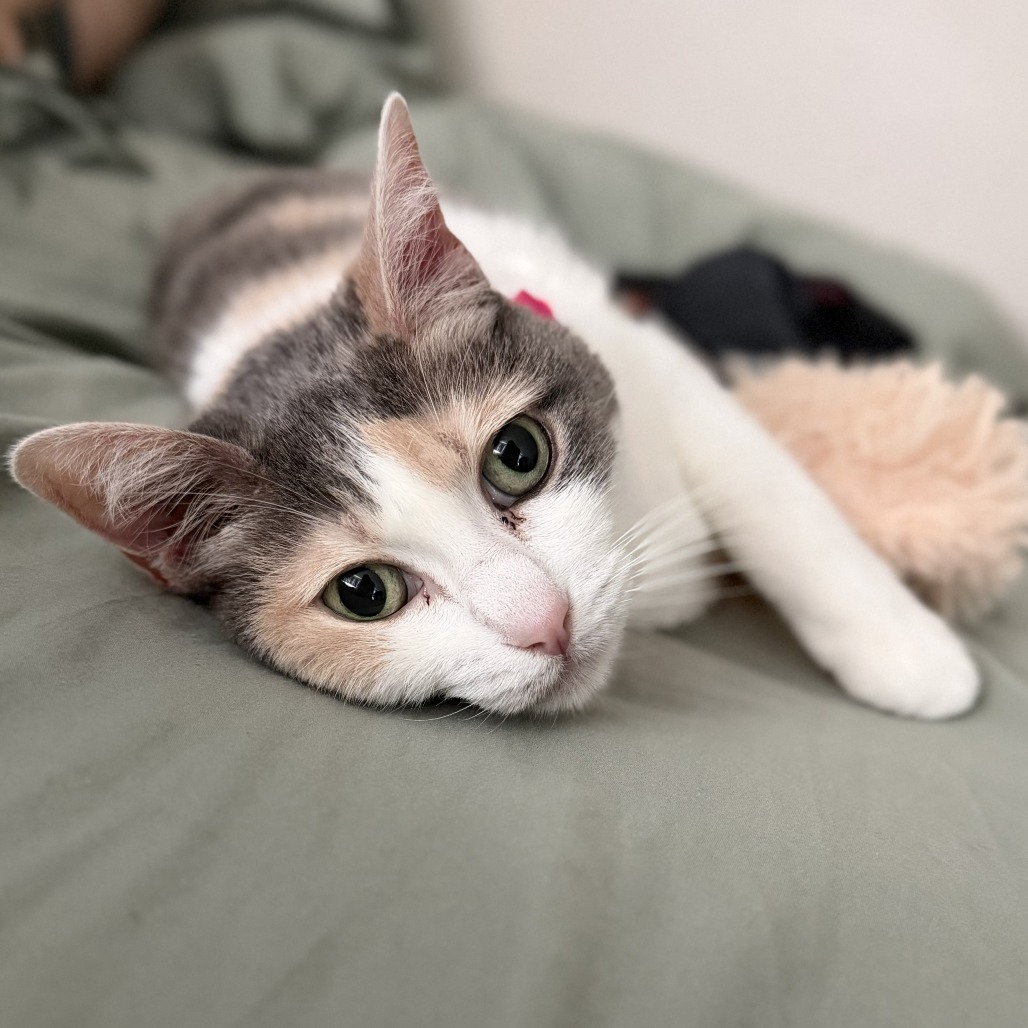 Kali, photo 13