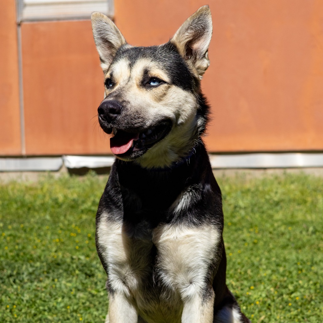 Kennel#28 Milo's preview photo