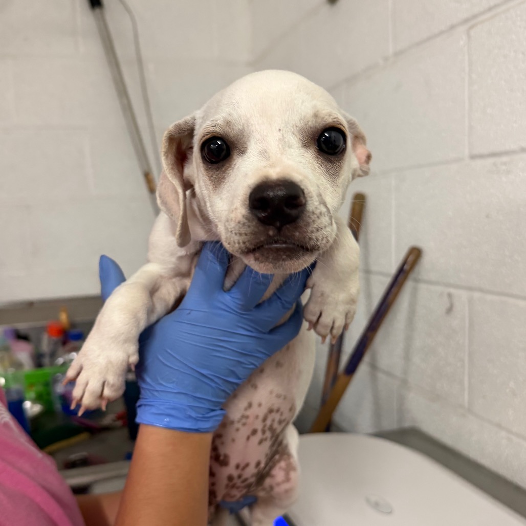 SUGAR BABY - Bulldog / Mixed Breed (Medium) available for adoption