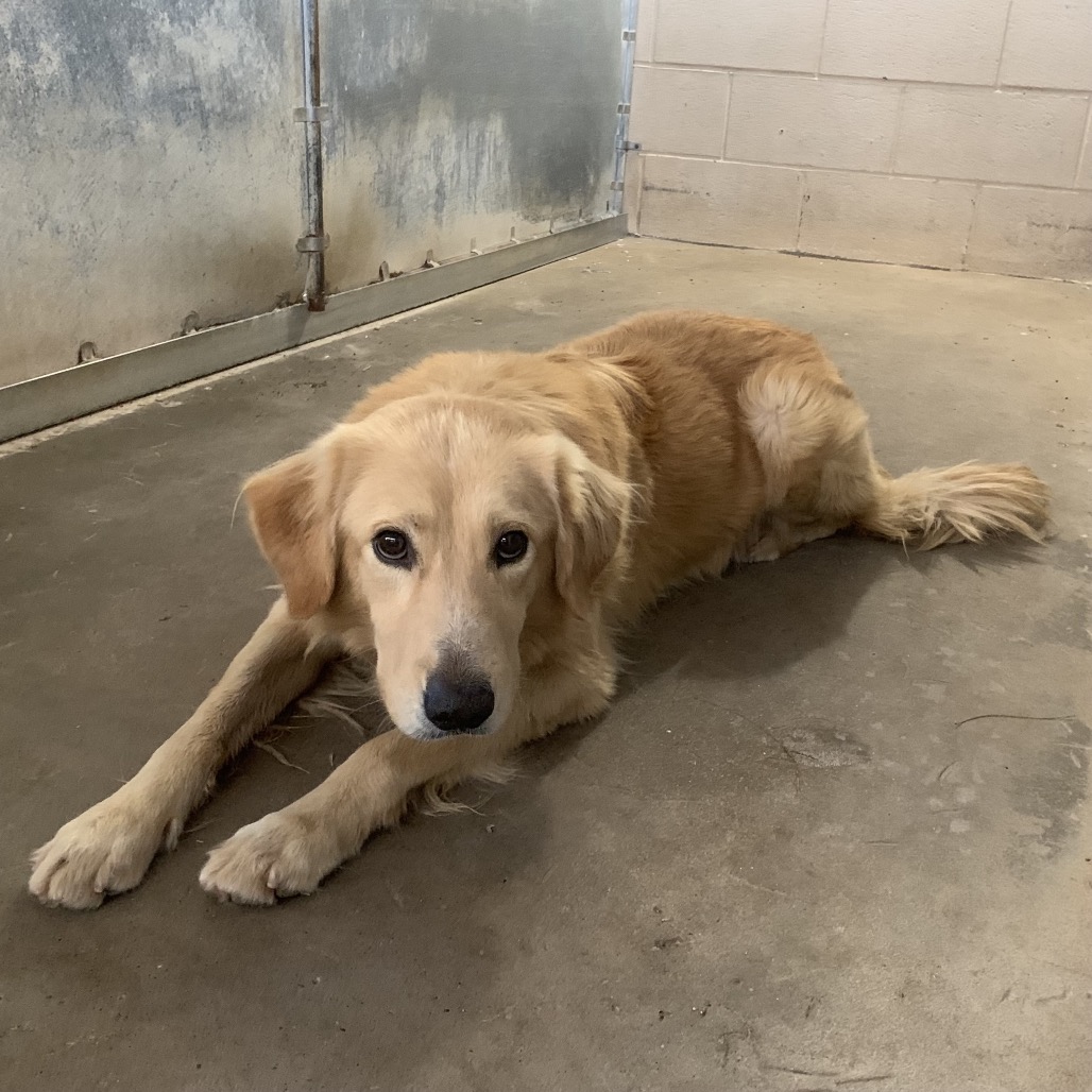 AIR BUCKY - Retriever, Golden / Mix available for adoption