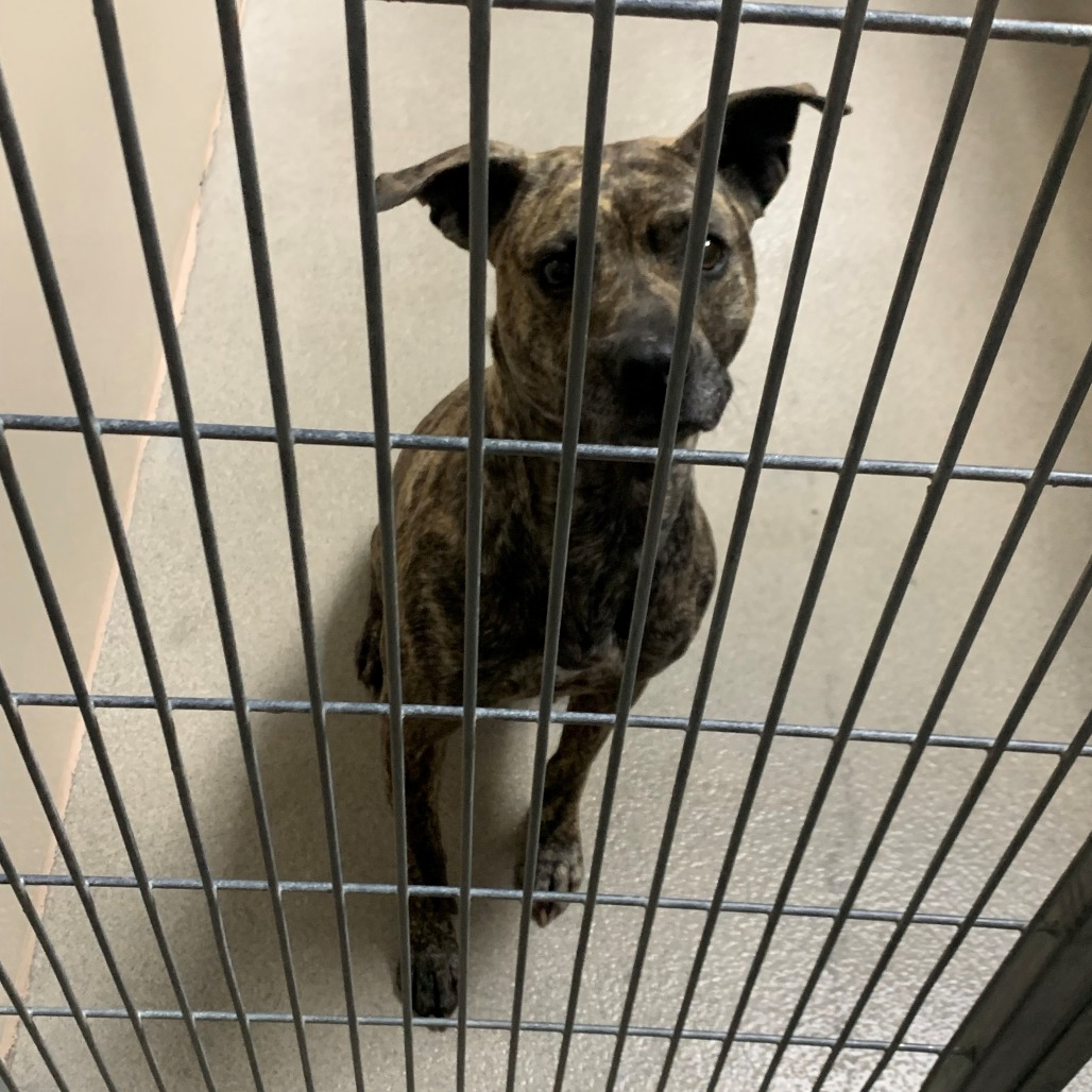 Kennel#11's preview photo