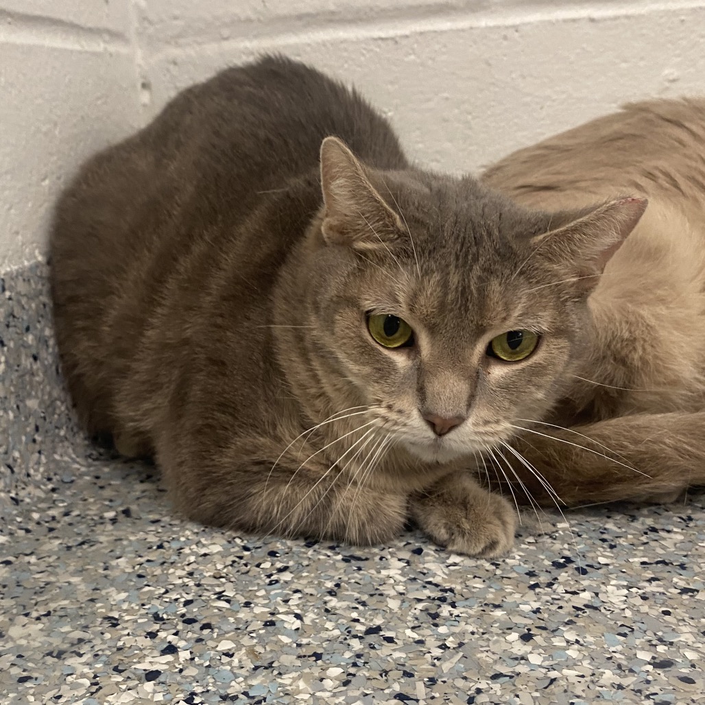 CHICKADEE - Domestic Shorthair available for adoption