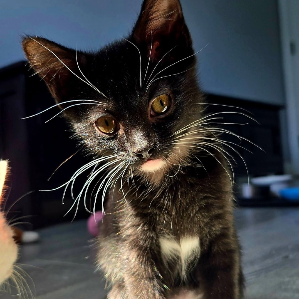 CINDERELLA - Domestic Shorthair available for adoption