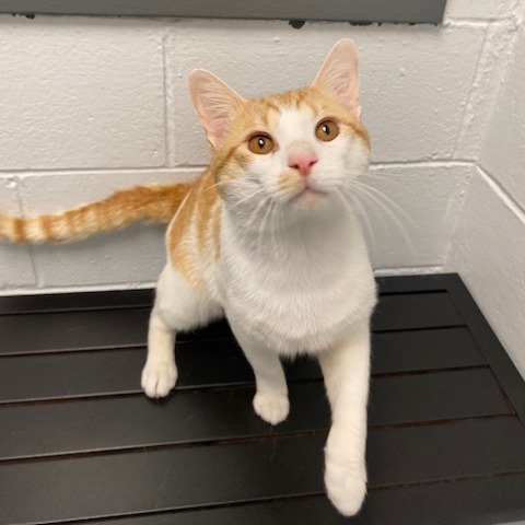 ISAAC - Domestic Shorthair available for adoption