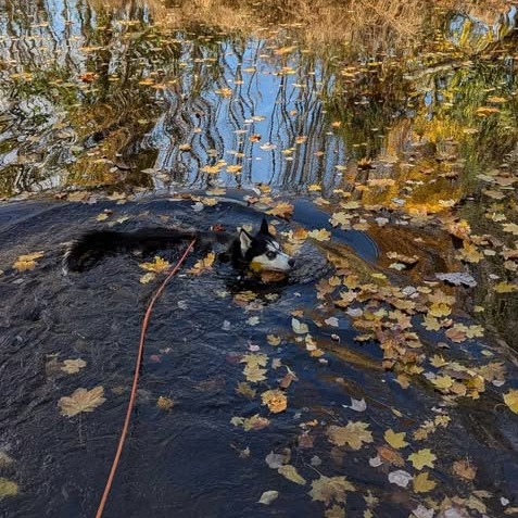 Koda, photo 3