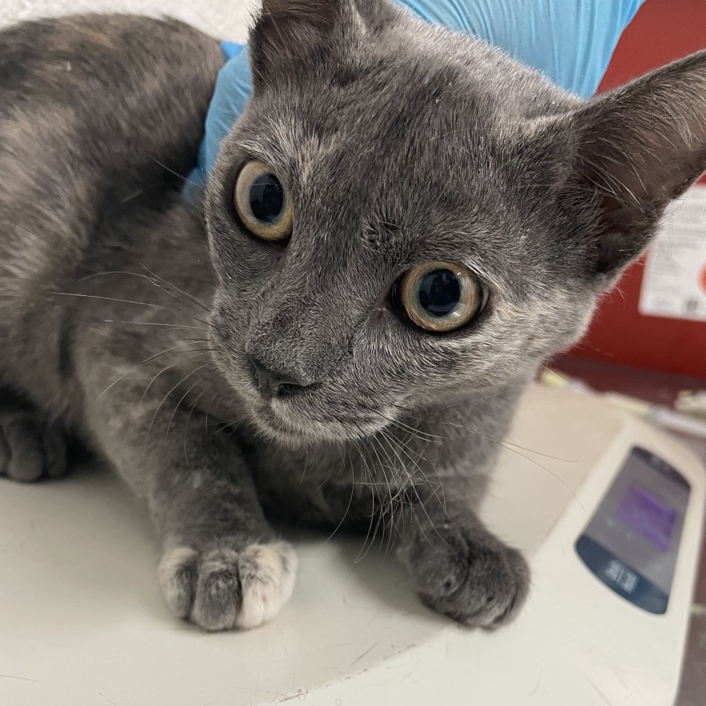 HAZEL - Domestic Shorthair available for adoption