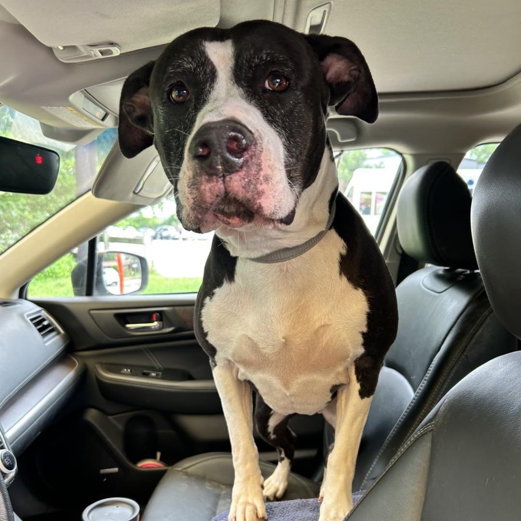 Stella, additional photo